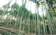 現場発泡ウレタン断熱施工1